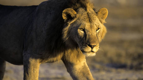 Six more lions speared to death by Kenyan herders just days after