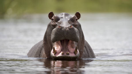 Baby drowns, 23 people missing after hippo strikes boat in Malawi