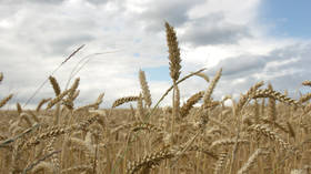 Kremlin rejects claims of grain deal progress