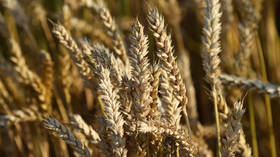 Japan boosts Russian grain imports – data   