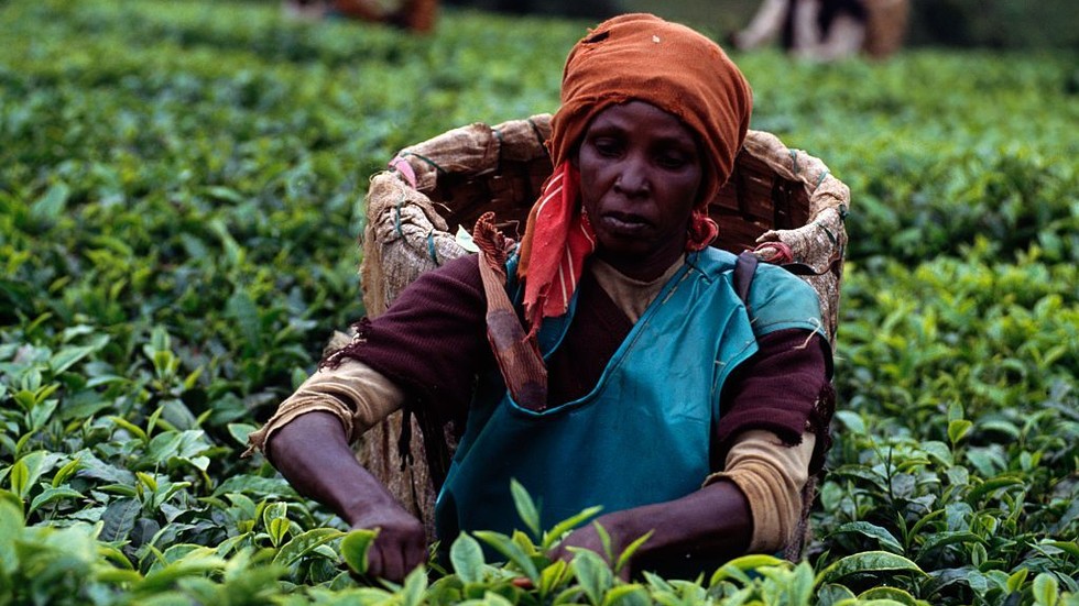 Kenya Tea Machine Kenyan tea industry loses over $19mn – traders — RT Africa