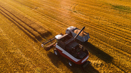 Russia makes up 20% of global wheat exports – minister