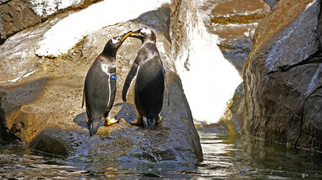 Two Gentoo penguins play on a rock inside their enclosure at Pairi Daiza Park in Cambron-Casteau, Belgium, July 5, 2021