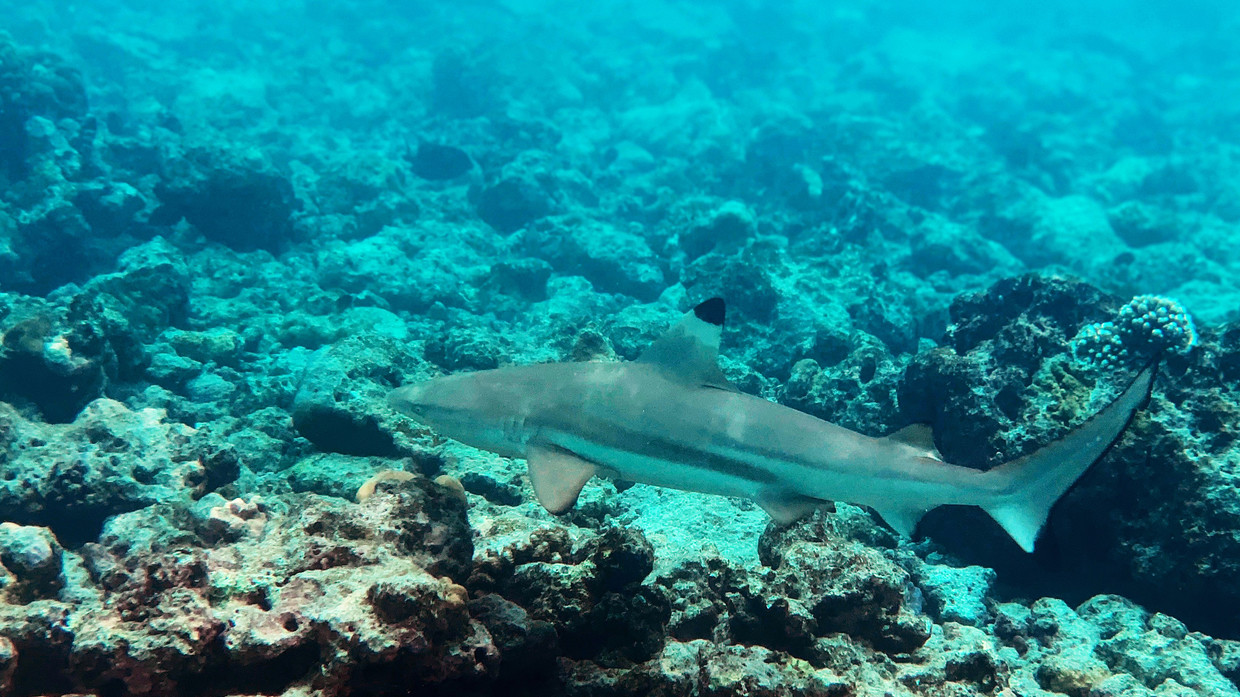 Shark That Attacked and Ate Man in Graphic Video To Be Mummified