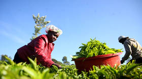 Tea-plucking machines will create more jobs in Kenya – professor