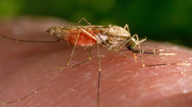 Malaria found in Florida mosquitoes – CBS