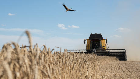 Most Ukrainian grain does not reach Africa – Italian defense minister