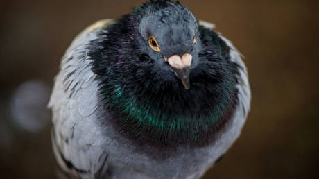 File photo of a pigeon on July 29, 2018 in London, England