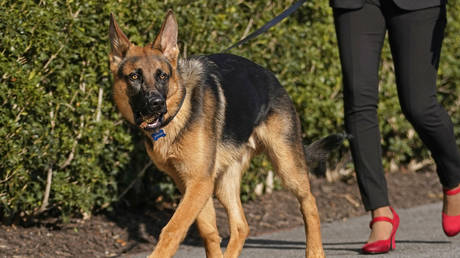 Joe Biden and Jill Biden's dog Commander is walked before the president and first lady arrive at the White House in Washington DC, March 13, 2022