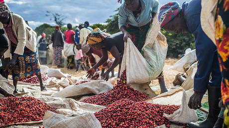 Harvest season at a coffee farm in Zambia