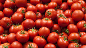 Indians fume over 445% spike in tomato prices, experts blame rains and inefficient regulation