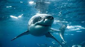 Scientists concerned over sharks high on cocaine