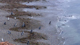 Thousands of penguins found dead