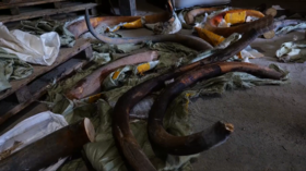 Over one ton of mammoth tusks seized by Russian authorities (VIDEO)