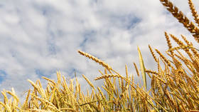 IMF warns of sharp increase in grain prices