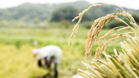 Russia announces ‘temporary’ ban on rice exports