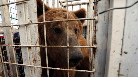 Bear escape causes delays at Dubai airport