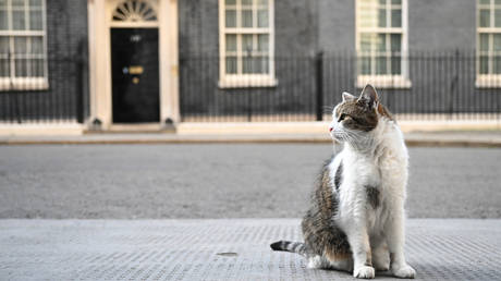 Larry the Downing street cat sits on the pavement in front of 10 Downing Street on July 5, 2022 in London, England