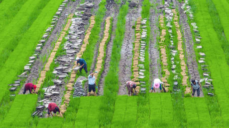 Farmers working at a rice field in Haian, in China's eastern Jiangsu province