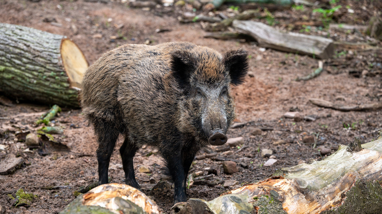 Fallout from nuclear weapons testing explains the 'wild boar