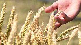 Russian grain exports hit record high