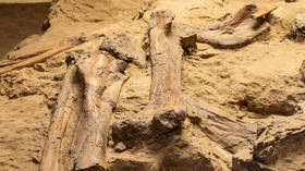 Identity of India’s oldest dinosaur revealed