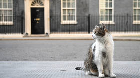 Cats’ home turns down British parliament – media