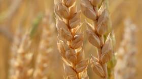 India mulling wheat imports from Russia – Reuters 