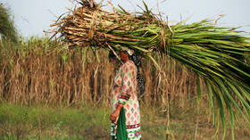 India may ban sugar exports – Reuters 