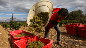 France to spend millions to destroy wine