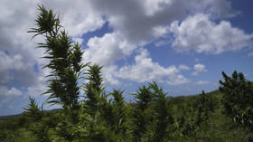 País caribenho legalizará maconha religiosa