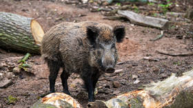 Scientists explain radioactive boar phenomenon