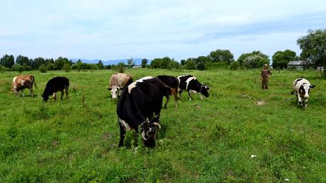 Results of Russia’s land distribution program revealed