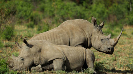Sun CIty, South Africa: a white rhino in the Pilanesberg National Park