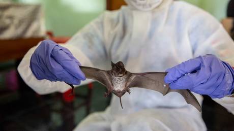 FILE PHOTO: A team of ecologists from Kasetsart University collect wingspan data from a wrinkle-lipped free-tailed bat at an on site lab near the Khao Chong Pran Cave on September 12, 2020 in Ratchaburi, Thailand.