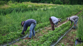 Canadian foreign worker program a ‘breeding ground’ for slavery – UN expert