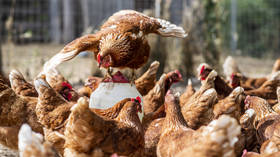 Ukrainian chicken threatens EU producers