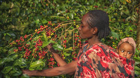 Ethiopia bans coffee exports – Russian embassy