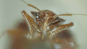 French authorities acknowledge bedbug ‘emergency’