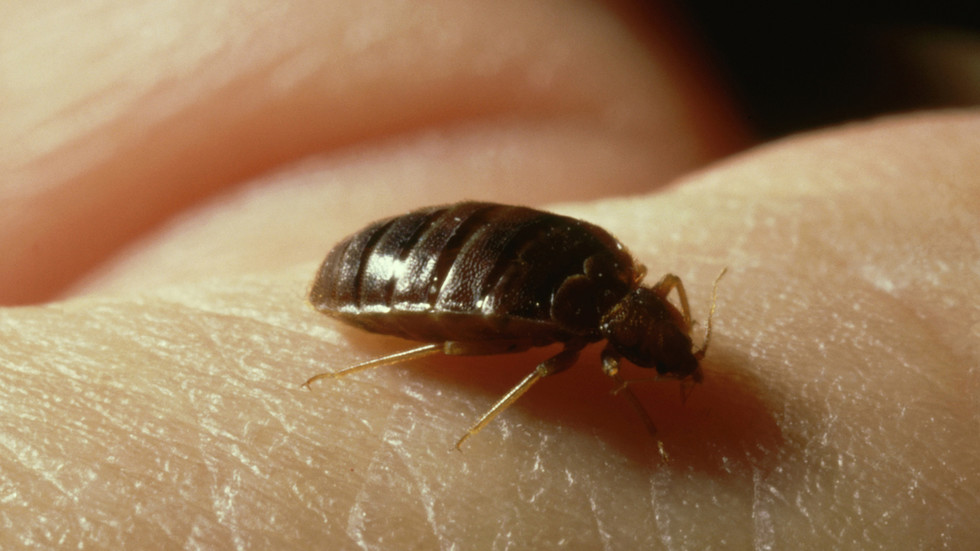 https://www.rt.com/information/583969-paris-bedbugs-panic-invaded/France appeals for finish to bedbugs ‘panic’