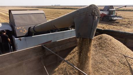 A worker operates a combine harvester to load harvested rice grain into a truck in a paddy field of 'National' agricultural holding during harvesting season outside the Protichka farm, in Krasnodar region, Russia.