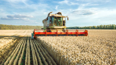 Russia set for another massive grain harvest – deputy PM