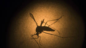 Dengue fever coming to US and Europe – WHO