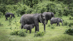 La cause de la mort mystérieuse d'éléphants au Botswana révélée