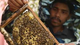 India deploys ‘bee warriors’ along border with Bangladesh