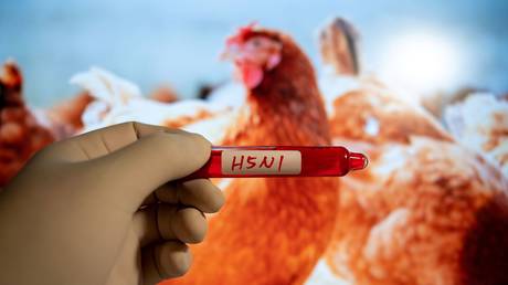 EU-Staat meldet „hochpathogenen“ Vogelgrippe-Ausbruch – RT World News