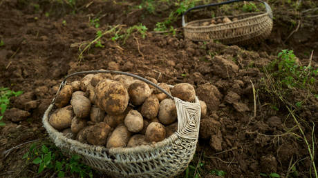 Europäischer Staat leitet Raumfahrtgelder für Kartoffeln um – RT Russland und die ehemalige Sowjetunion
