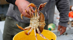 Russian snow crab imports flood Japanese market – media