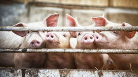 Russia to begin supplying pork to China