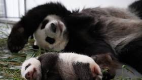 Panda unpacks New Year’s gifts at Moscow Zoo (VIDEO)